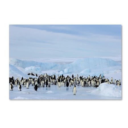 Penguins. by Robert Harding Picture Library, 30x47-Inch Canvas Wall Art